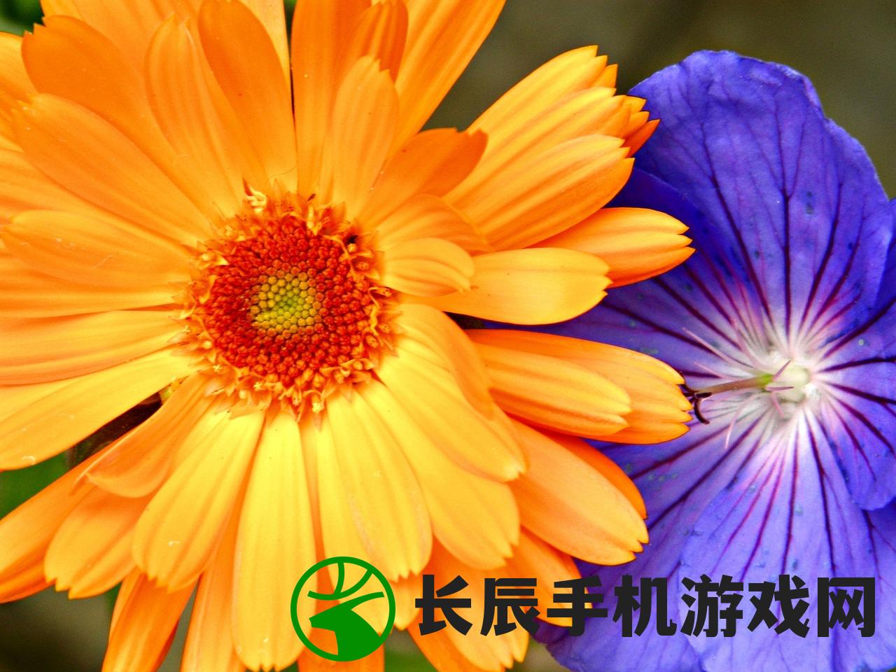 2024年澳门天天开彩198期：精彩纷呈，丰富多彩，期待您的加入！