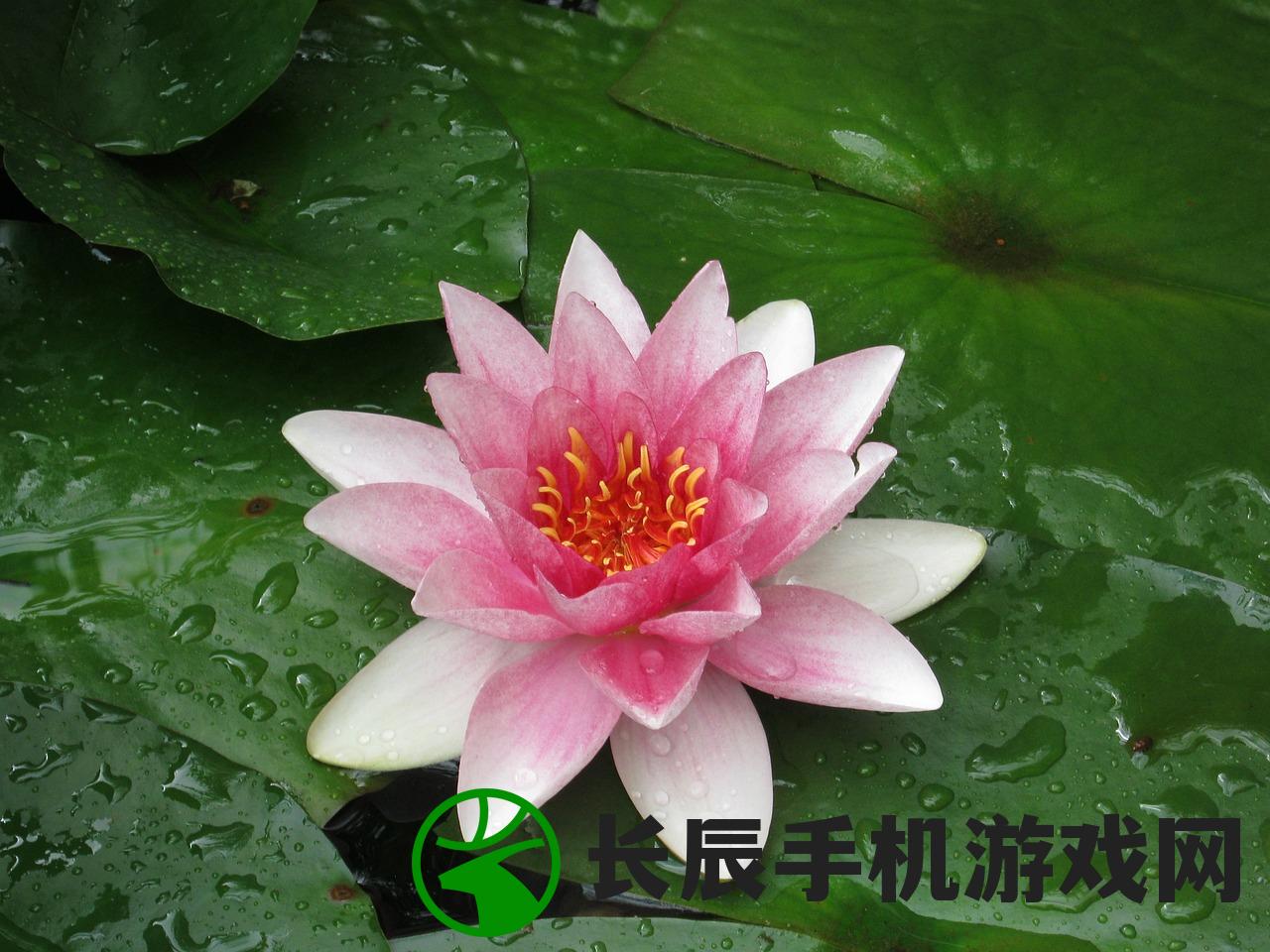 (桃花遇水象征什么)遇水小说桃花妖：神秘的捉妖师们在水中展开激烈追捕