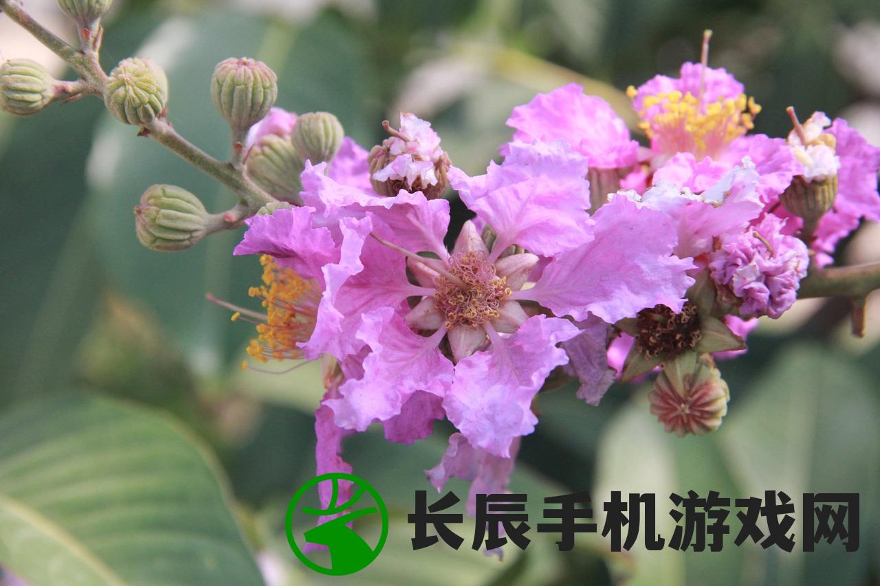 (晚上释放氧气最多的室内植物)晚上在家中释放氧气最多的植物 - 吊兰是您的最佳选择！