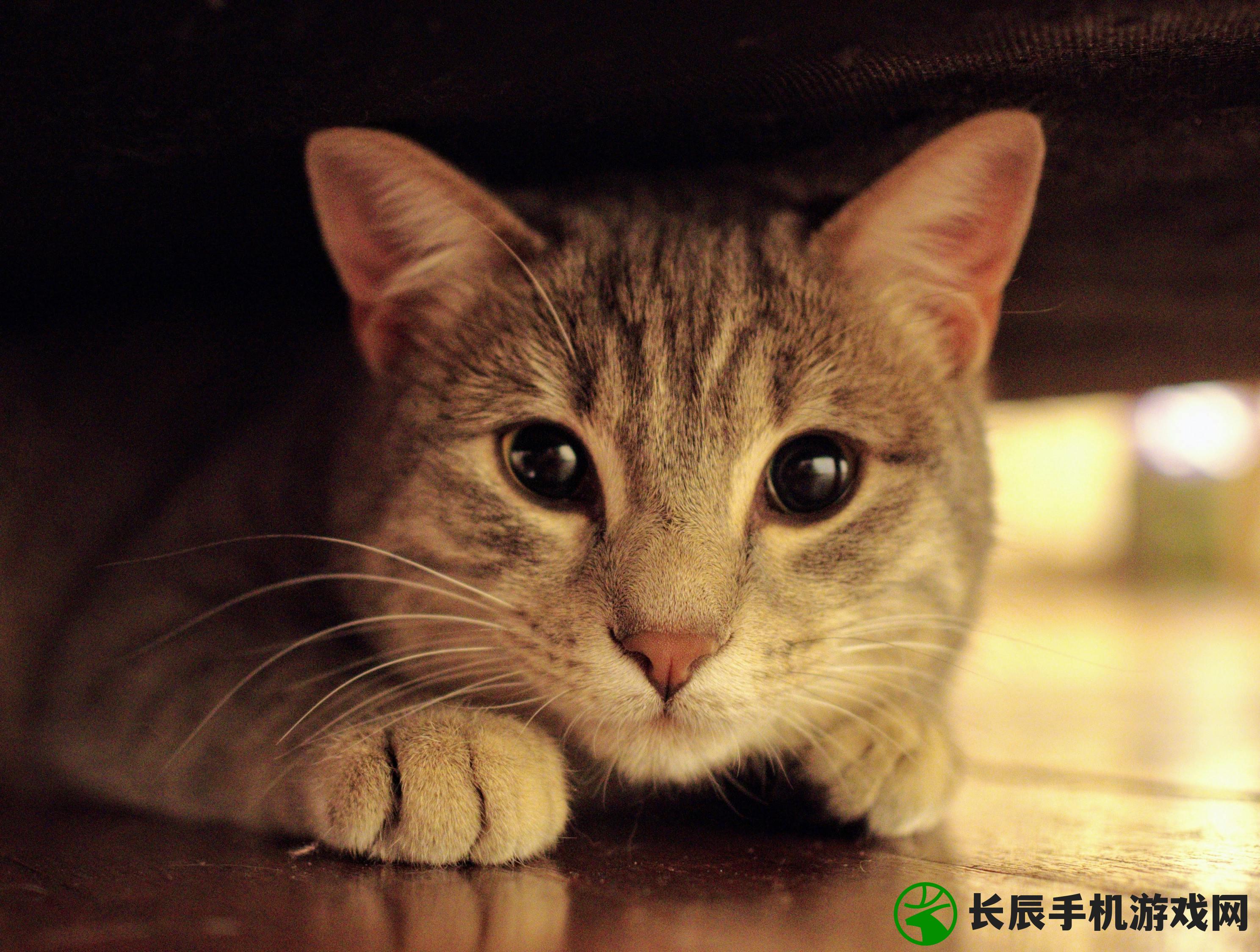 (哪个英雄在萌宠猎宝中表现最为厉害呢)哪个英雄在萌宠猎宝中表现最为厉害？