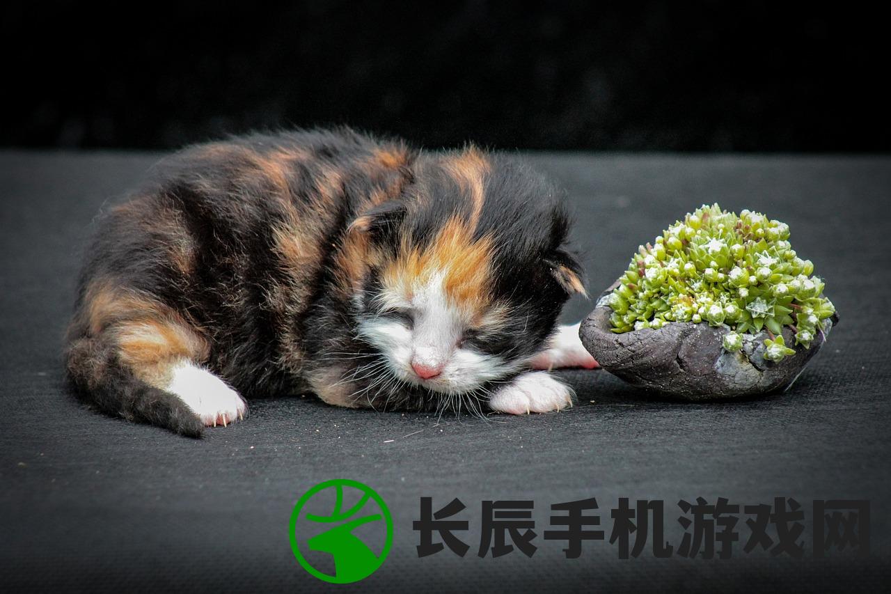 (泰迪熊医院活动)泰迪熊宠物医院：呵护您心爱的小家伙