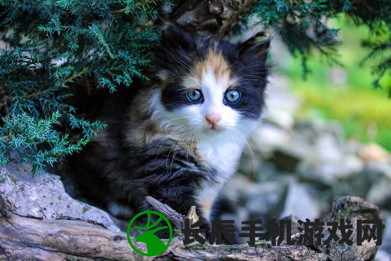 (泰迪熊医院活动)泰迪熊宠物医院：呵护您心爱的小家伙