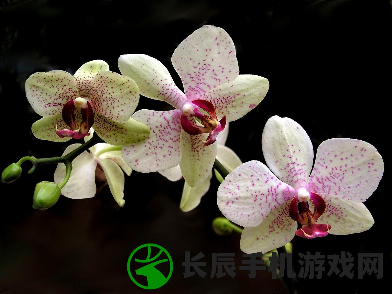 (中国最名贵的蝴蝶)探秘中国蝴蝶之最:重磅揭晓!中国十大最名贵蝴蝶排行榜