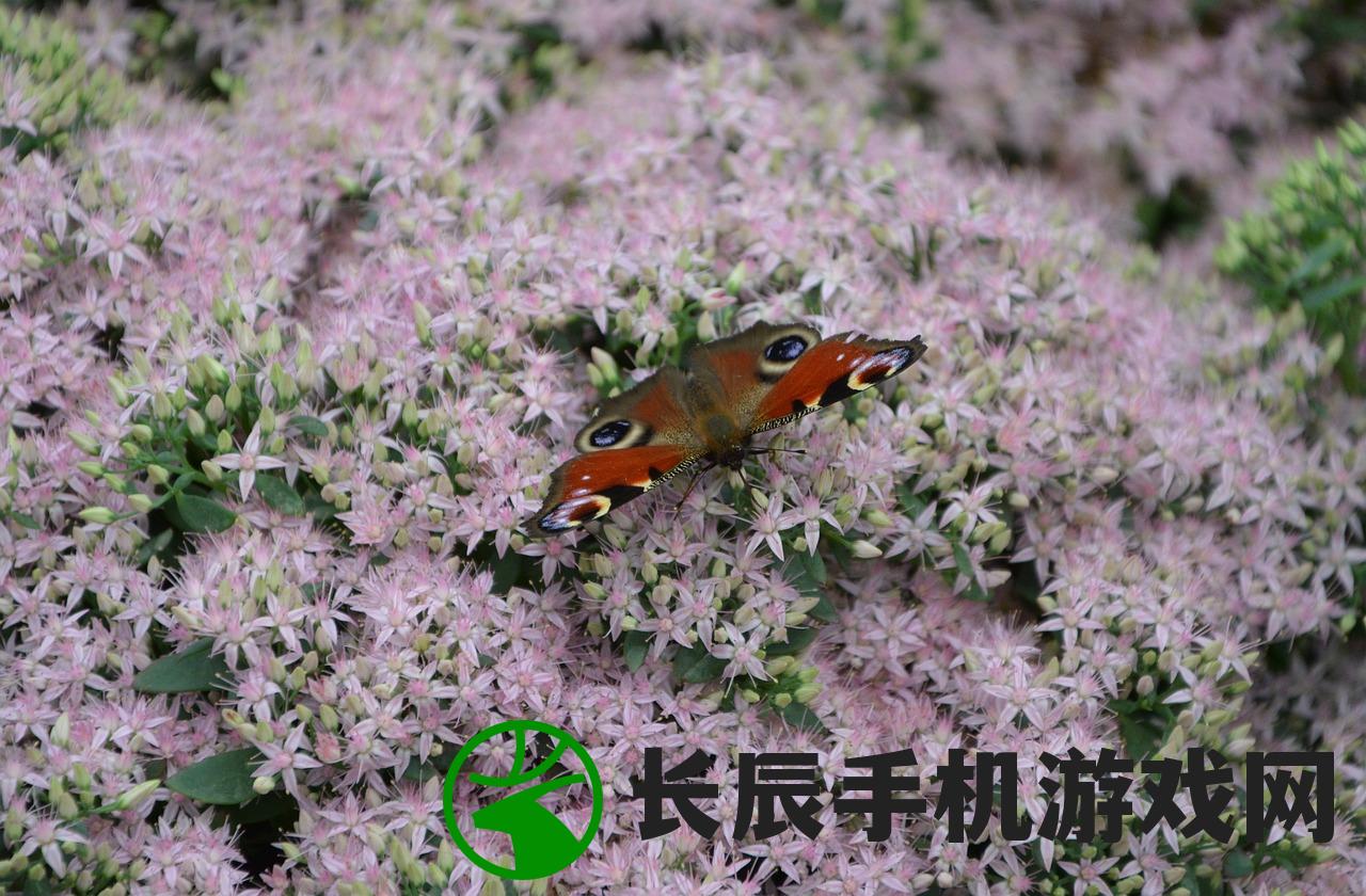 (中国最名贵的蝴蝶)探秘中国蝴蝶之最:重磅揭晓!中国十大最名贵蝴蝶排行榜 (中国最名贵的蝴蝶)探秘中国蝴蝶之最:重磅揭晓!中国十大最名贵蝴蝶排行榜