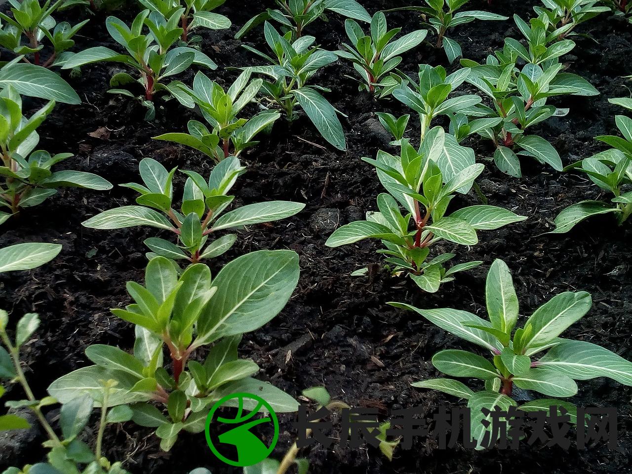 长白山最新消息今天：研究发现山顶植物适应力逐渐增强，生态环境持续改善。