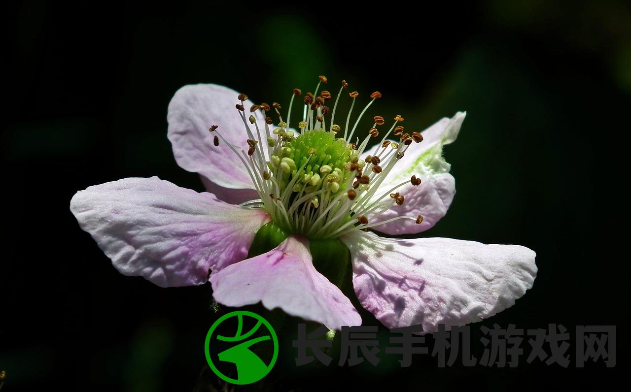 最新消息：魔兽争霸手机版上线时间还未确定，请关注最新动态！