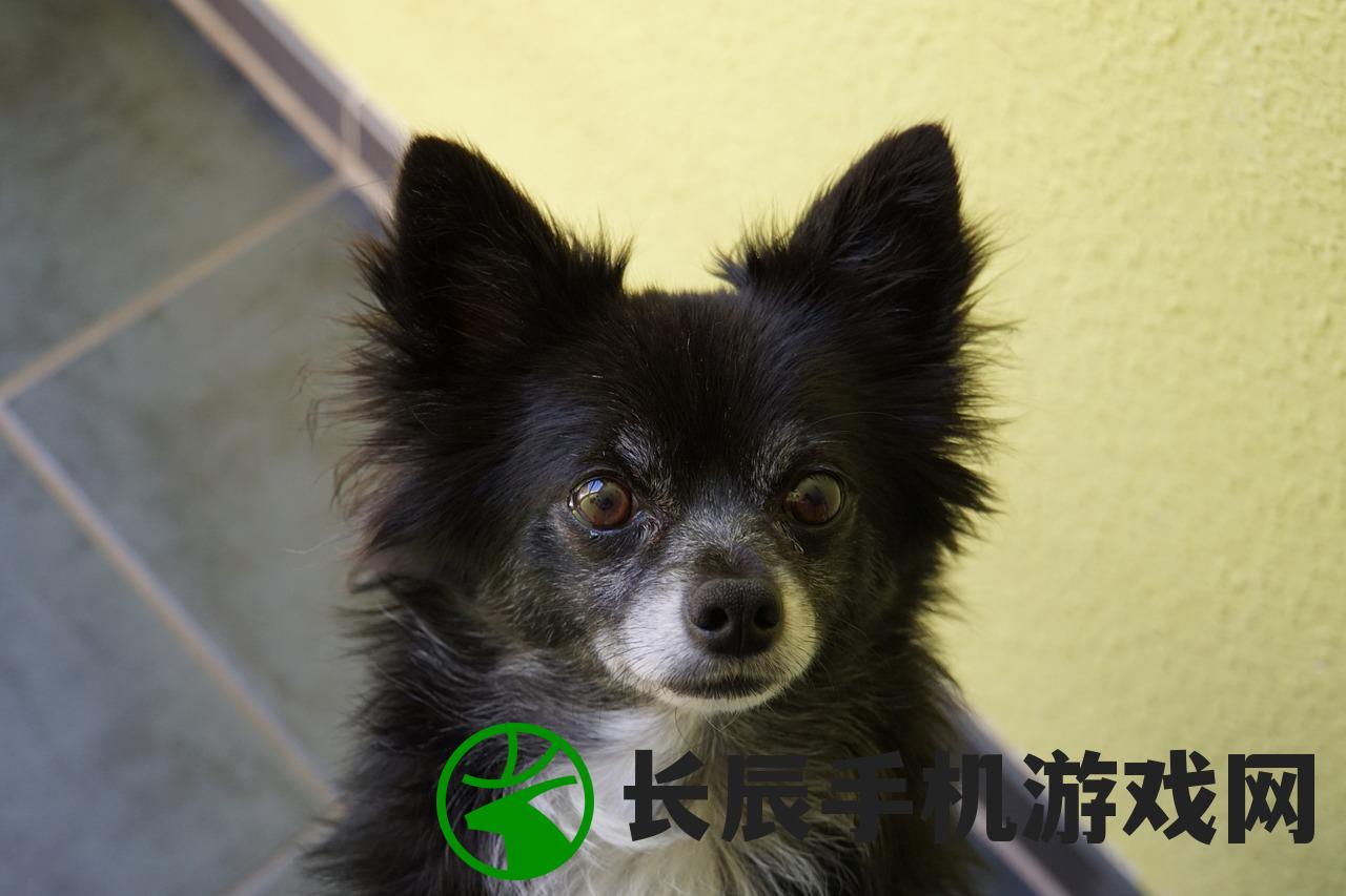 (宠物会员是什么)加入我们的会员宠物秀，展示你的爱宠与他人分享快乐