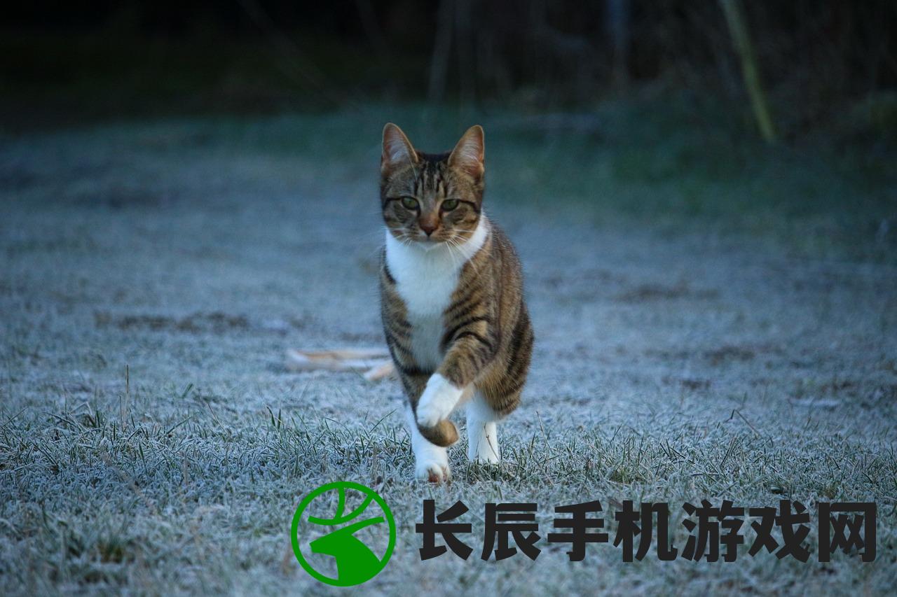 (猫是否有能力识别人类五官呢)猫是否有能力识别人类五官？