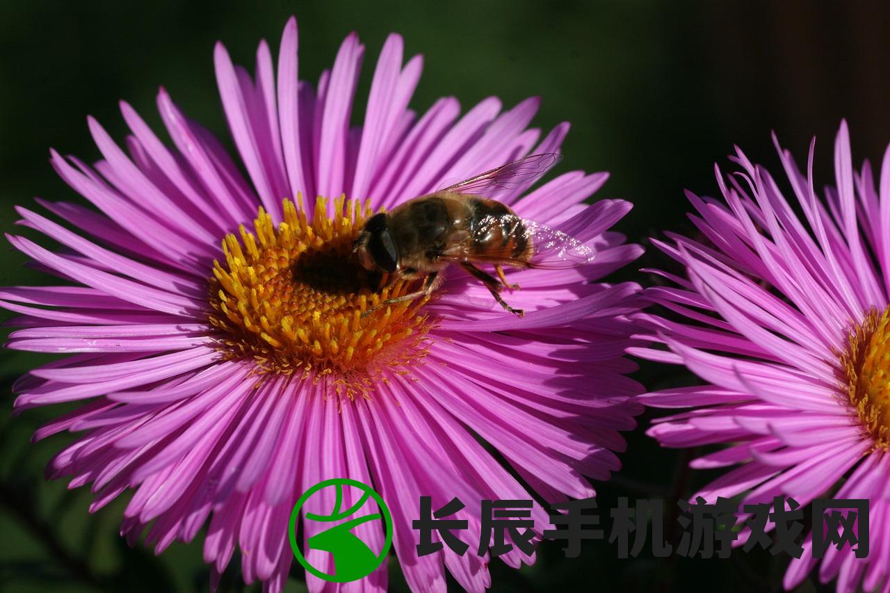 获取无限钻石!桌面游戏突围免广告攻略分享