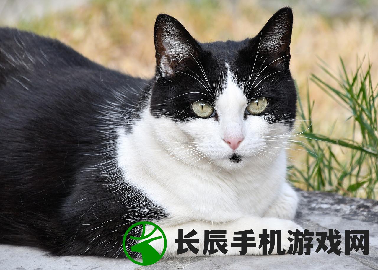 (田园猫与狸花猫的区别)田园猫和狸花猫的区别:如何分辨它们在外表和习性上的差异?