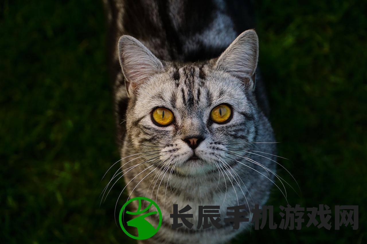 (大战国手游兑换码)大战国手游，历史与策略的完美融合