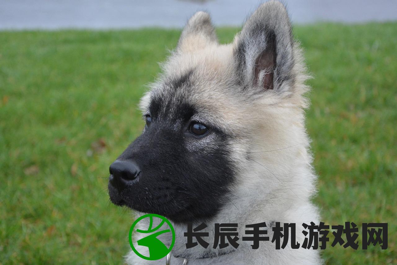 (龙之怒吼好玩吗)龙之怒吼这款游戏还能玩吗？游戏现状与未来展望
