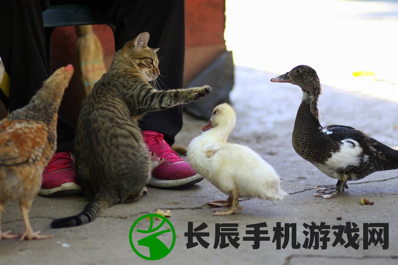 (2014新年宠物)2024年疯狂宠物秀会有什么新的惊喜更新呢？