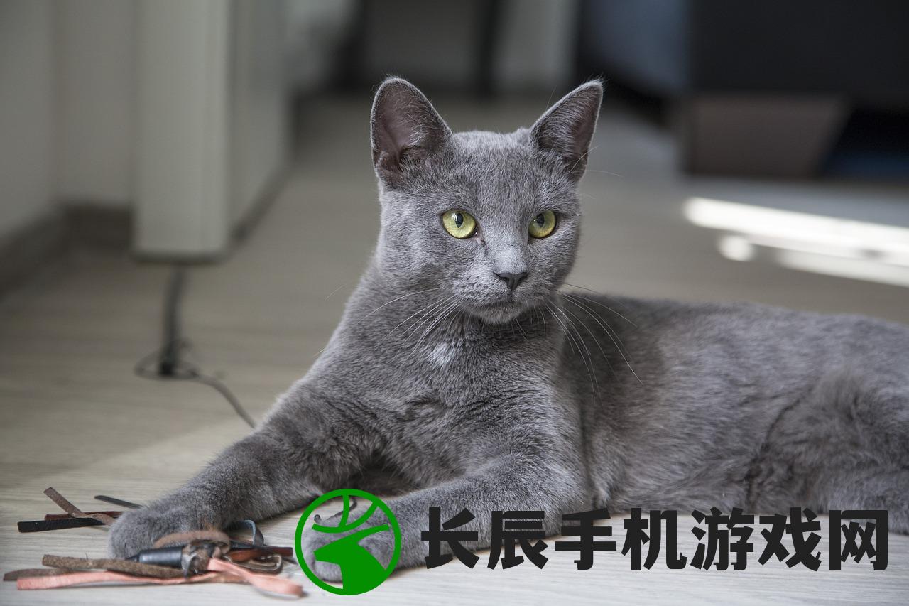 (功夫喵星人破解版下载)探寻功夫喵星人官方下载入口的秘密路径