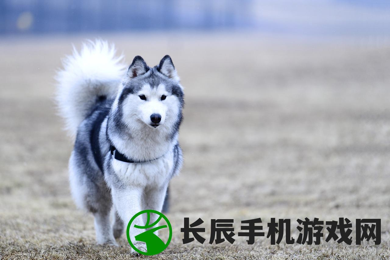 (猫咪被亲亲)猫咪被亲的时候在想什么？是否感受到主人的爱意和温暖？