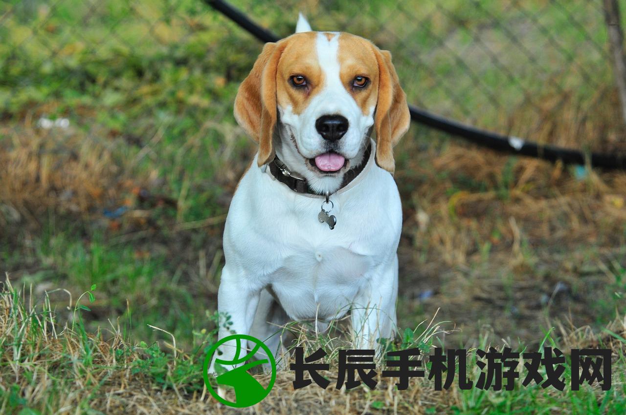 (三国:从制霸辽东开始)三国之鹰扬辽东，英雄传奇与战略要地的独特交融