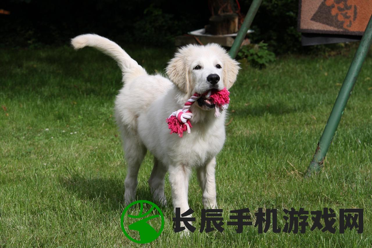 (最后的战役劫后余生有手游吗)最后的战役劫后余生手游版，期待与现实的交织