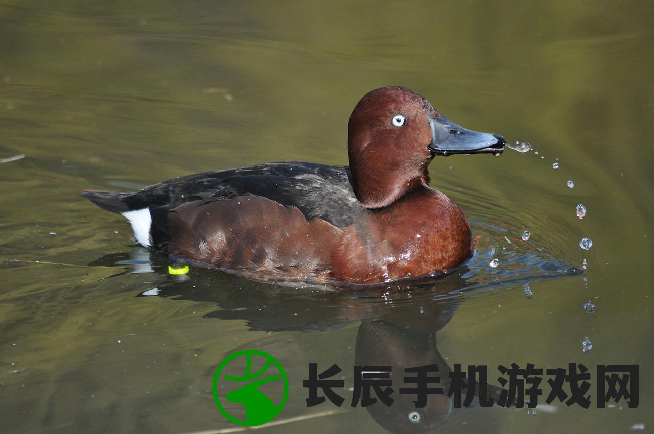 (三国群雄传卧龙与凤雏)三国群雄传，乱世英雄与战略战术的辉煌史诗