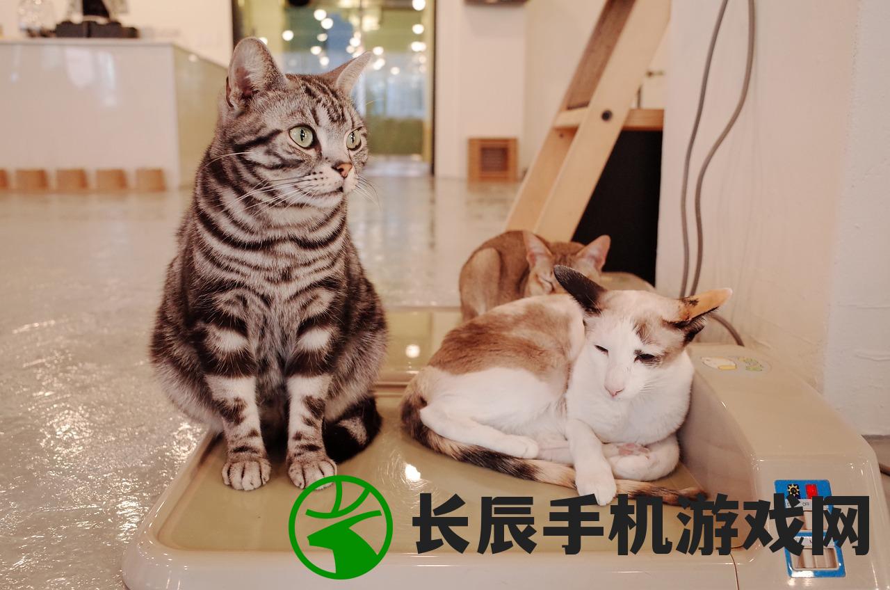(漫斗无双为什么停服)漫战无双改名探秘，游戏重生，新名称揭晓！