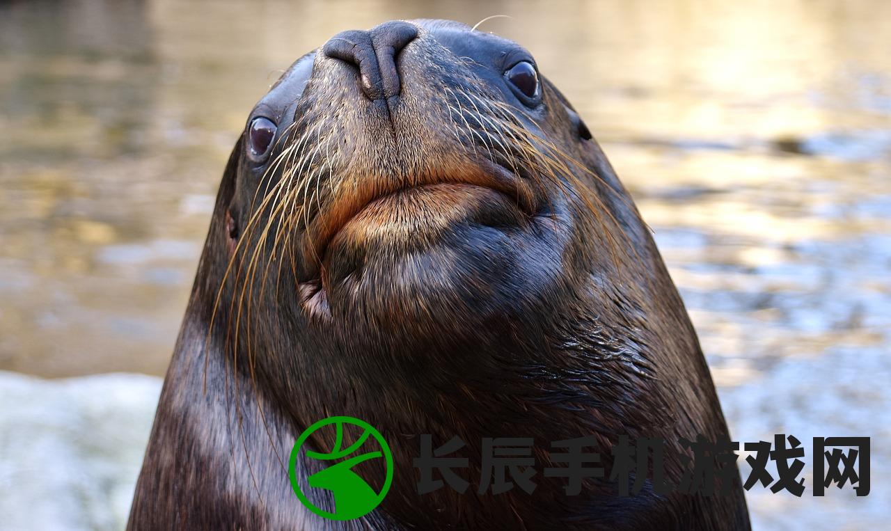 (快乐功夫对决答题攻略)快乐功夫对决答题,一场知识与智慧的较量 (快乐功夫对决答题攻略)快乐功夫对决答题,一场知识与智慧的较量