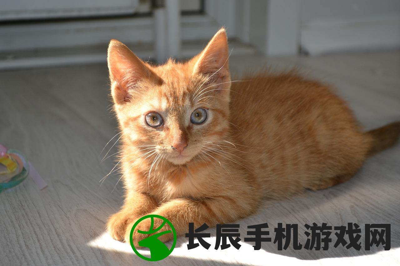 夺旗大乱斗排名奖励，荣耀与战力的交织