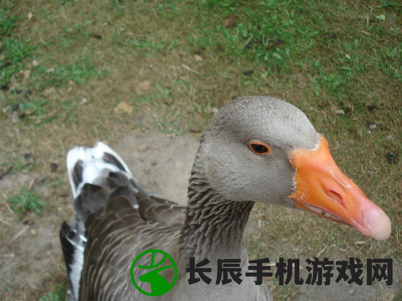 (project:gaia怎么下载)Project M手游怎么下载？详细指南与常见问答