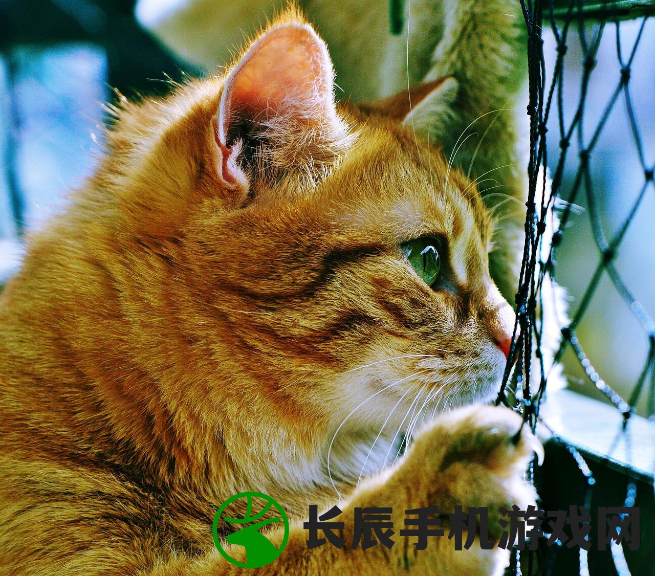 (九州仙缘内部扶持版)九州仙缘手游，探索奇幻仙侠世界的旅程