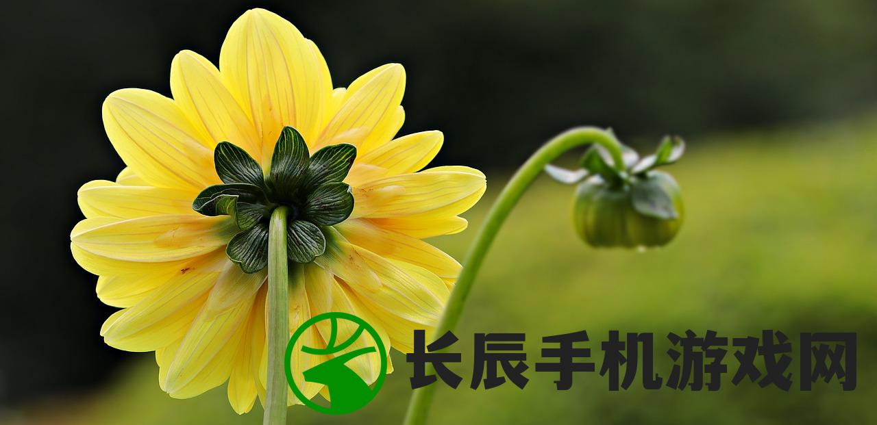 (天阶岛最强十大高手是谁)天阶岛最强十大高手之秘