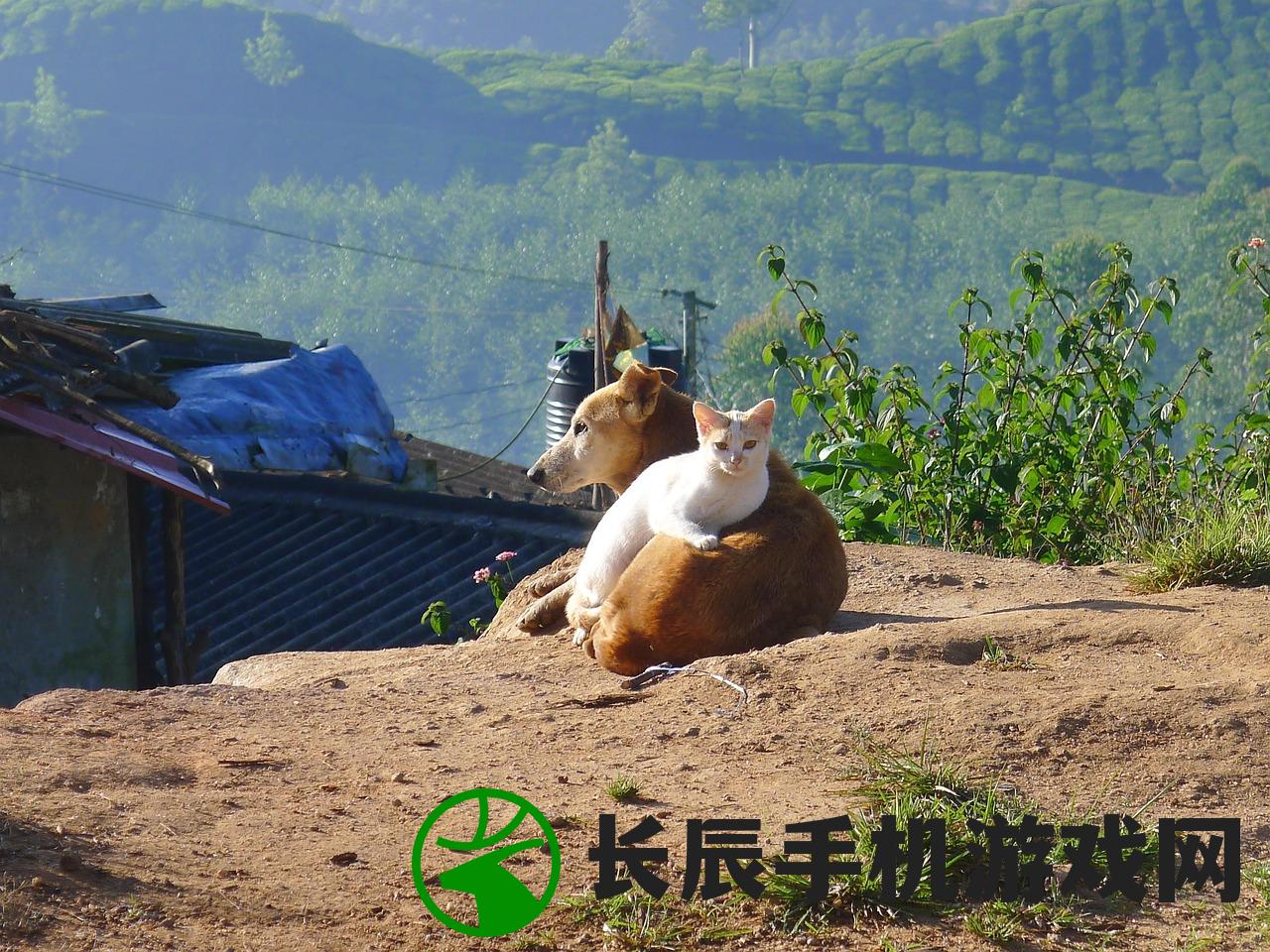(装甲联盟官网下载)装甲联盟，战略与荣耀的交汇点