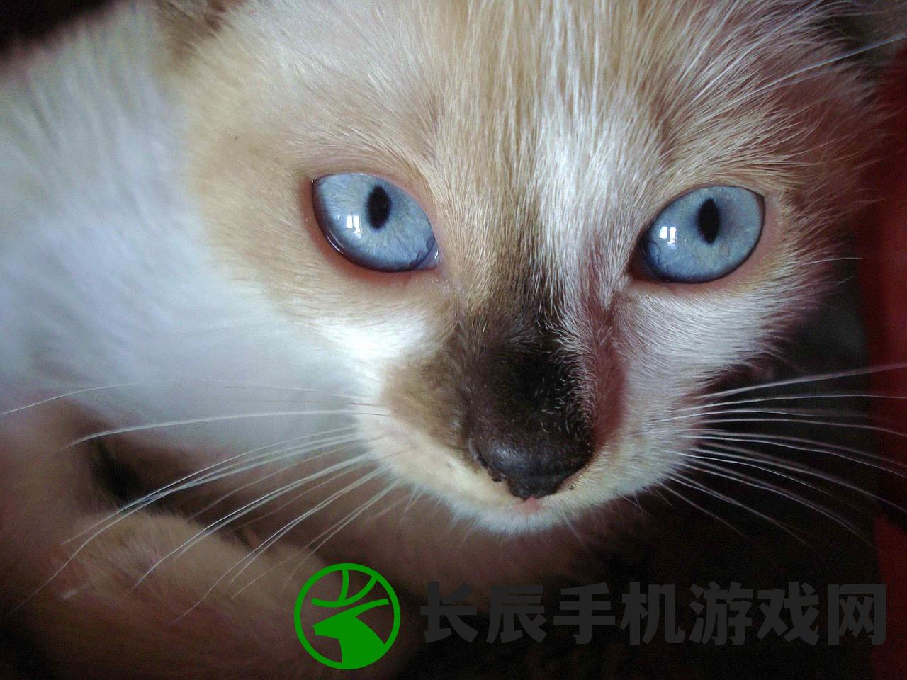 (猫特兰蒂斯破解版)猫特兰蒂斯最新版，游戏新体验与深度解析
