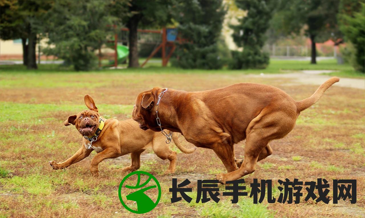 (宠兽争斗原来叫什么)宠兽争斗，新时代下的命名与变迁