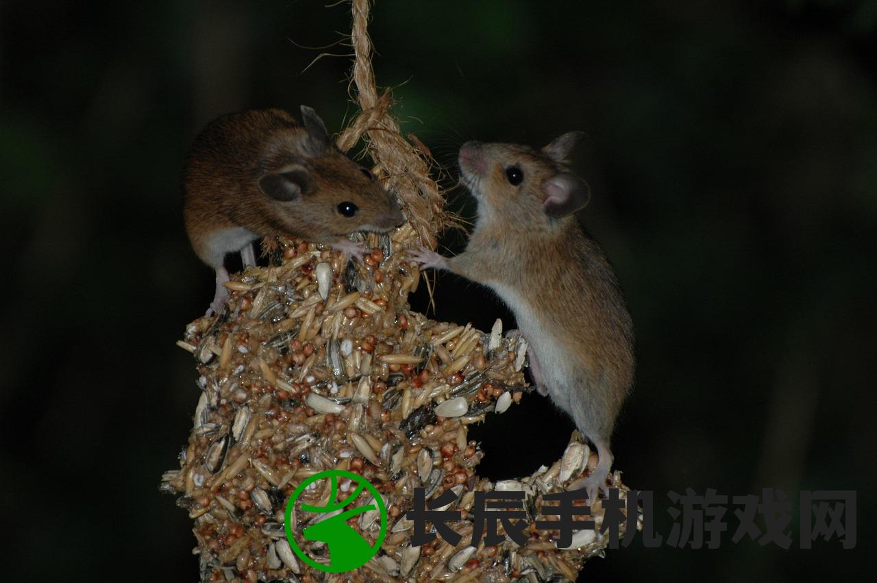 (猫和老鼠手游大西瓜个人主页)关于猫和老鼠手游大西瓜的全面解析