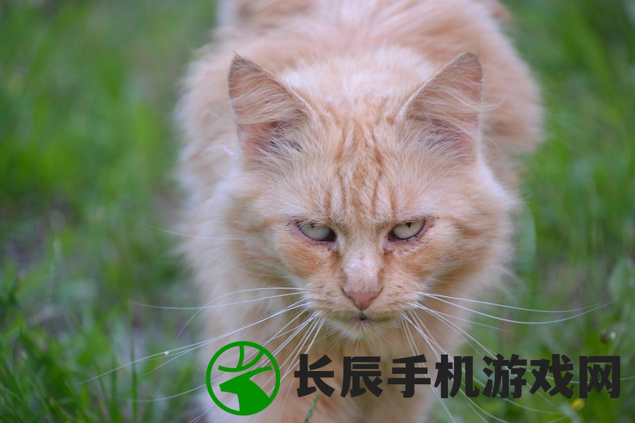 (猫咪斗恶龙3蓝色柱子)猫咪斗恶龙3，游戏深度解析与常见问答