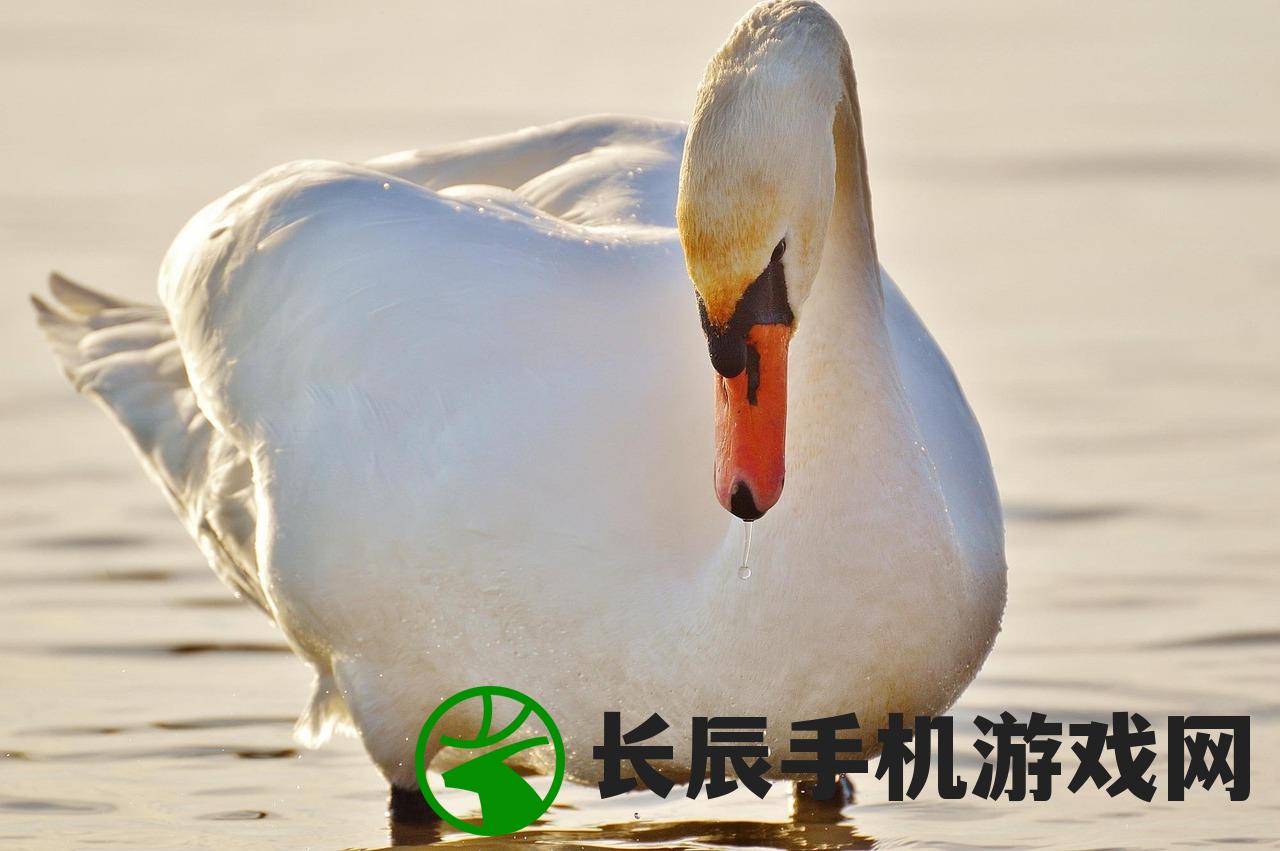 (一对白天鹅图片)一对白天鹅,自然之美与生态和谐的象征 (一对白天鹅图片)一对白天鹅,自然之美与生态和谐的象征