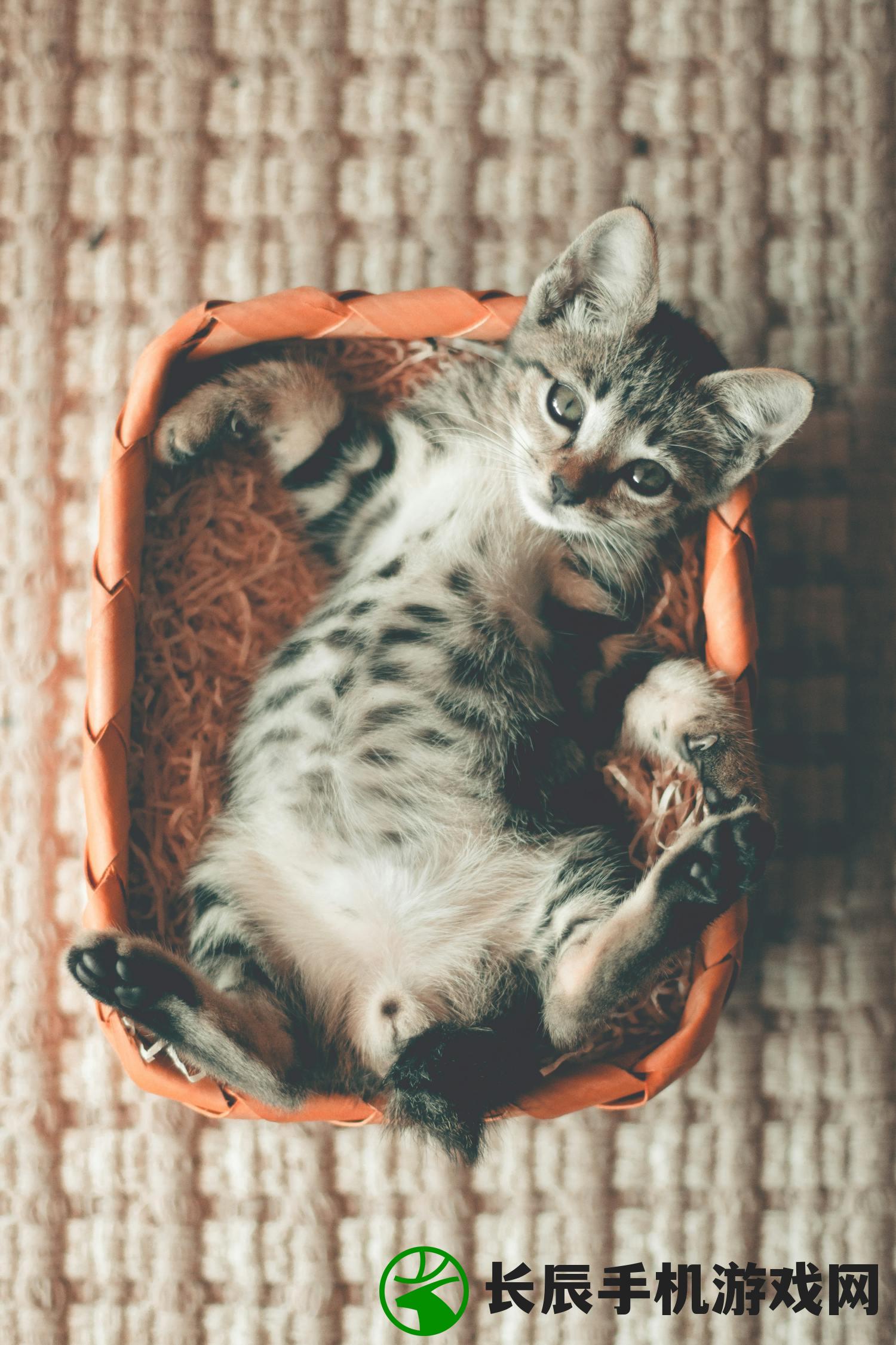 (猫咪闻到异味会产生呕吐吗怎么办)猫咪闻到异味会产生呕吐吗,探究猫咪嗅觉与其生理反应的关系