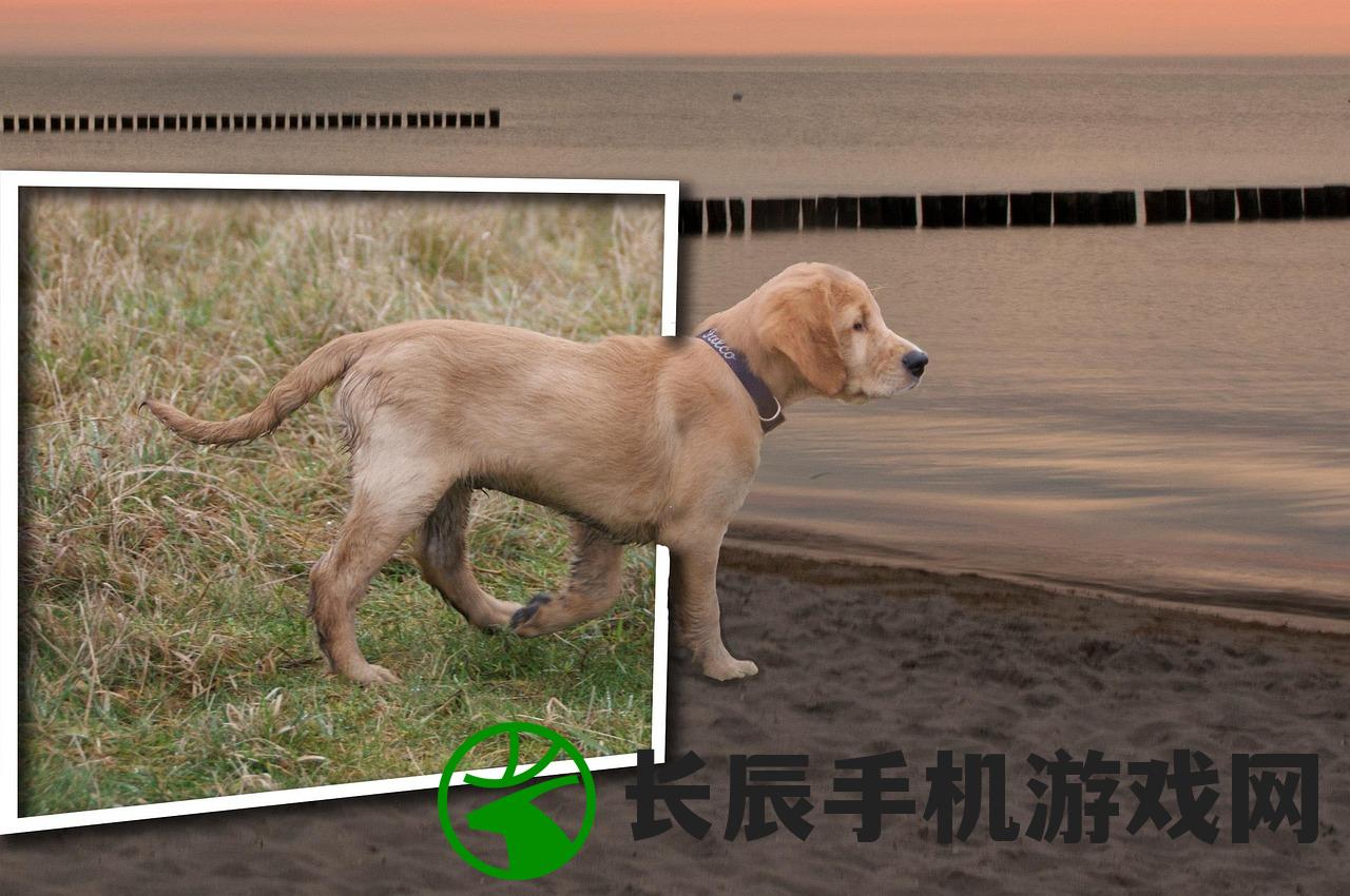 (梦幻小狗可以玩游戏吗)梦幻小狗可以玩，探索宠物狗与梦幻世界的无限乐趣