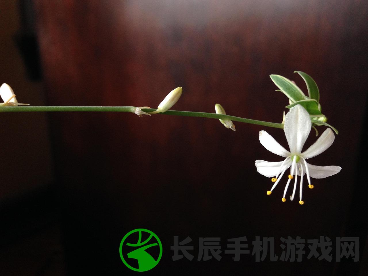 (使徒行者2免费国语完整电影在线播放)使徒行者2免费国语完整版，深度解析与常见问题解答