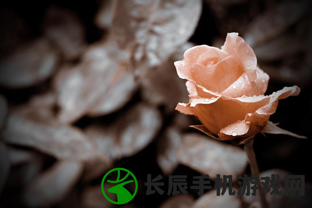 (盛世如你所愿完整版免费阅读)盛世如你所愿完整版免费阅读，探索与发现